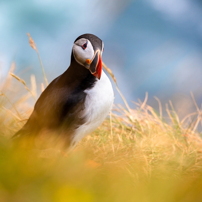 Islande © Xavier Beaudoux