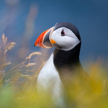 Islande © Xavier Beaudoux