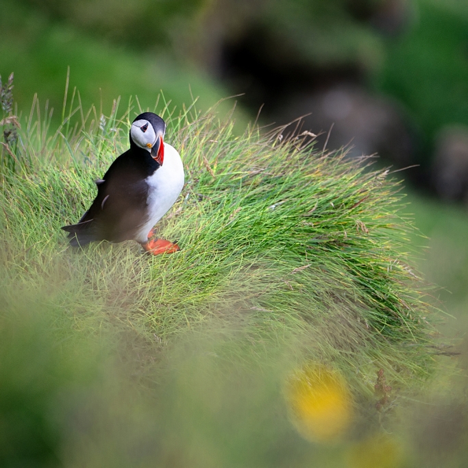 Islande © Xavier Beaudoux