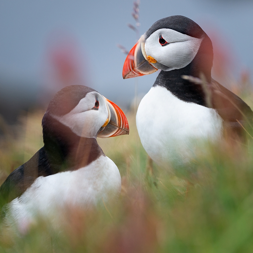 Islande © Xavier Beaudoux
