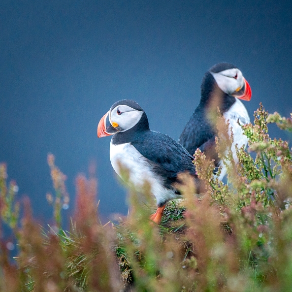 Islande © Xavier Beaudoux