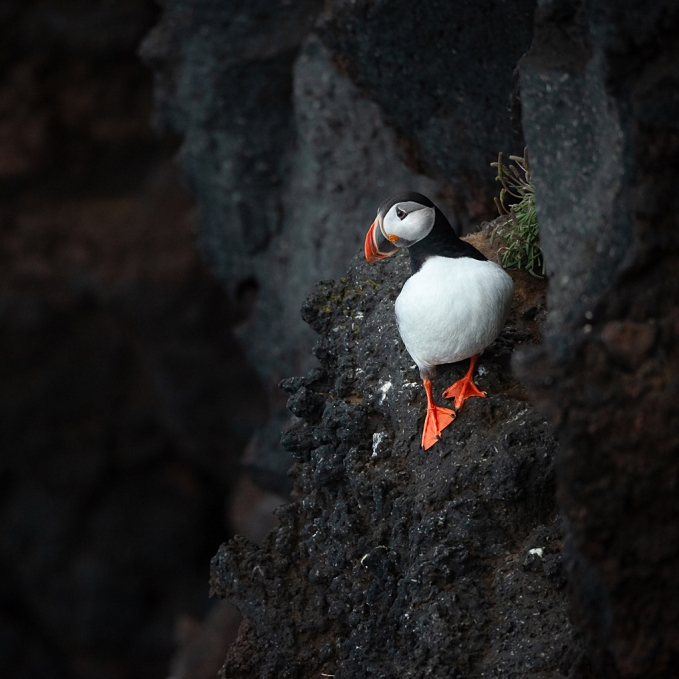 Islande © Xavier Beaudoux