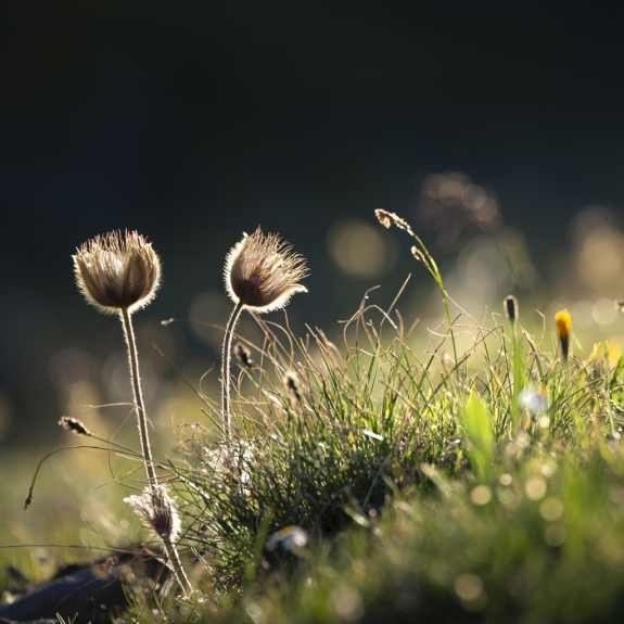 Alpes © Xavier Beaudoux