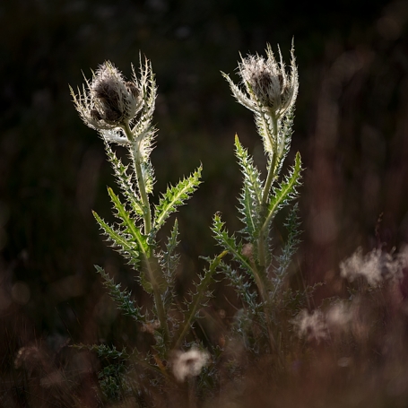 Alpes © Xavier Beaudoux